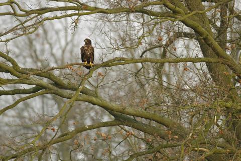 download developing helping